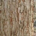 Acer triflorum ecorce